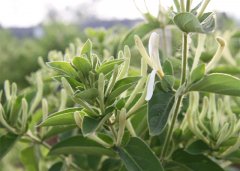 北花一號(hào)金銀花(花簇）