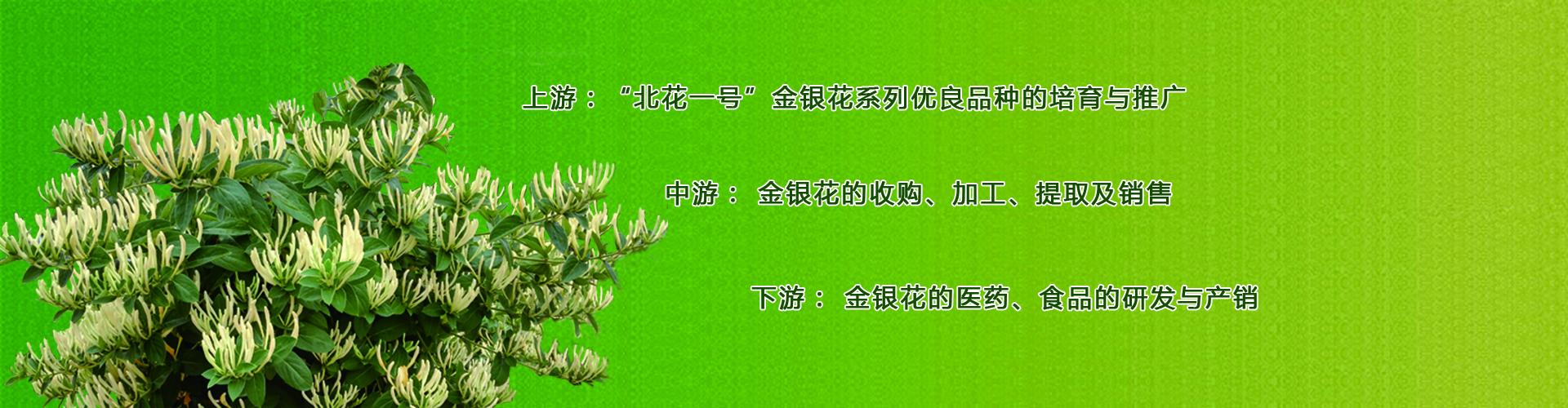 金銀花產(chǎn)業(yè)