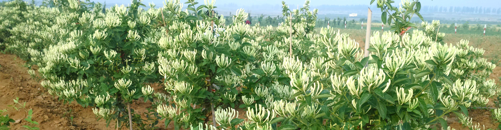 北花一號(hào)金銀花